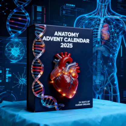 Human Anatomy Advent Calendar 2025