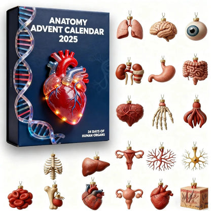 Human Anatomy Advent Calendar 2025