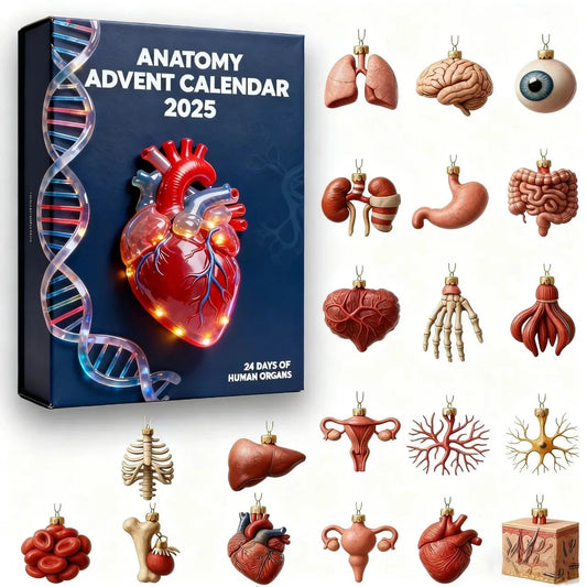 Human Anatomy Advent Calendar 2025